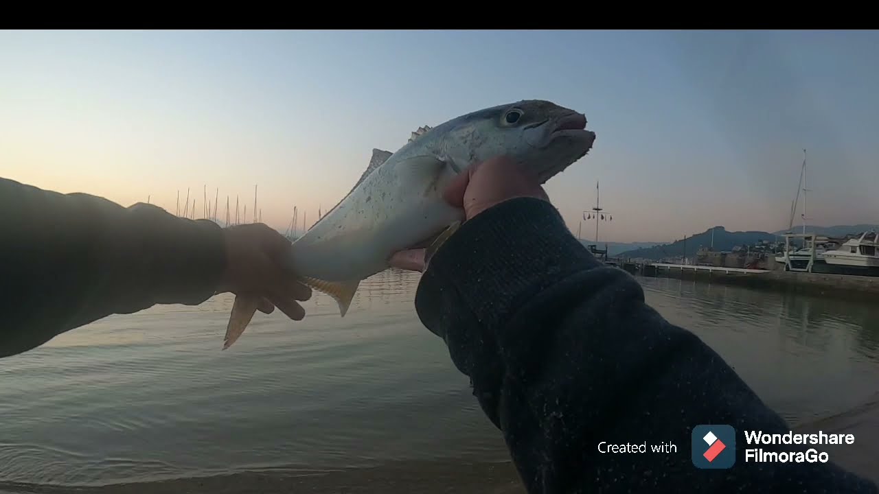 Especie nueva por galicia!!    Serviola?