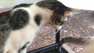 Mi Jardín Está Lleno De Gaos ?? Los Padres Y Los Hijos Del Gato Callejero Vinieron A Jugar