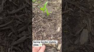 Spring (Mid May) garden update 2026 #gardening #garden