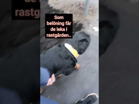Video: Belgisk Malinois Hunderase Allergivennlig, Helse Og Levetid