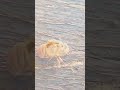CicadaI nsect Amazing Close Viewपेड़ पर मिला अजीब कीड़ा 😱 | क्या आपने ऐसा कीड़ा देखा है? 🪲