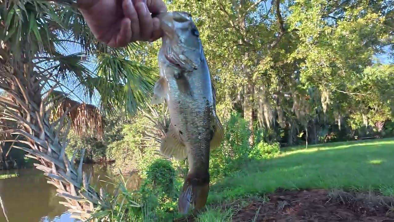 City Park BFS Bass Fishing (Dropshot, 4 fish) #fishing #urbanfishing #citypark #bassfishing #bfs