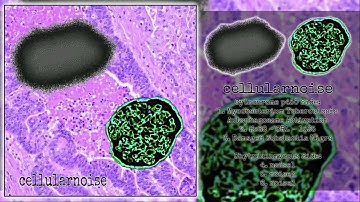 Cytochrome p450//Chytridiomycota - cellularnoise [Debut Release/Split] (Cellnoise - 2025)
