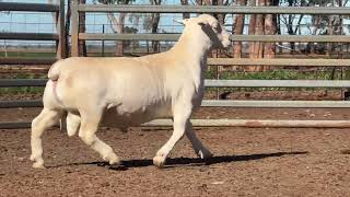 Lot 110 St George Dorper and White Dorper ram sale 2026