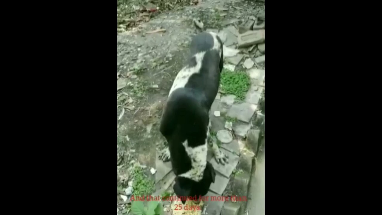 Maggot Wound Recovery Story | Maggot Wound Treatment | Brave Dog's fight with fatal disease