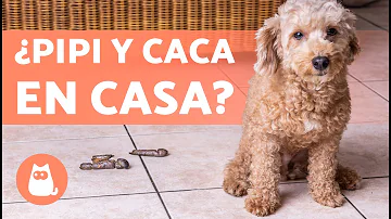 ¿Qué hacer si tu perro hace caca en casa?