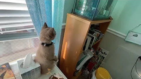 Video 11764371: kitten fish, kittens dog, cat