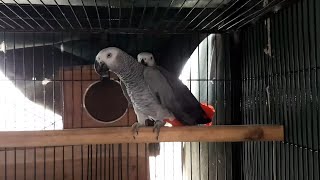 Visited at Sumair Exotic Parrots Breeding Setup