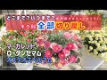 【全部切り戻し キク科全部】切り戻しの全て教えます マーガレット切り戻し