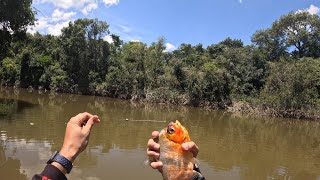 Pescaria em ceva, muitoooo peixes e um almoço simples e maravilhosoooooooooo, pesca raiz...