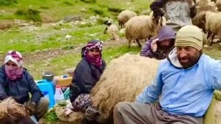 Baharda Koyunları Sağmak Ğa Ğasever Ğmak Öy Öyhayatı Öyyaşamı