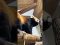 レッサーパンダ 長野市茶臼山動物園 #zoo
