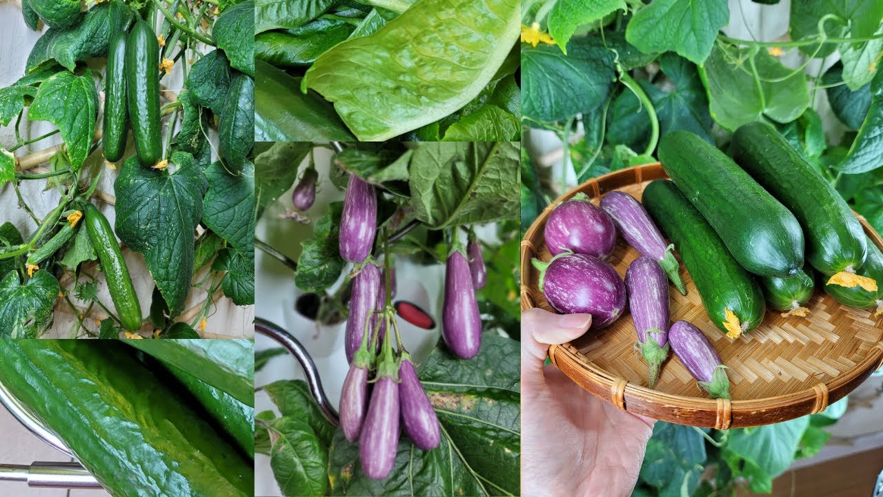Cucumbers and Eggplants Day 70 iHarvest Update Indoor Hydroponic