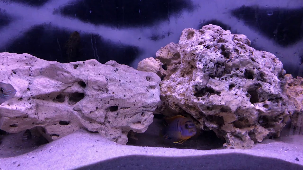 Akvarie Begynder Guide 2 2 YouTube