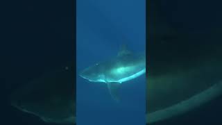 DIVE INTO THE SHARKIVES 🦈