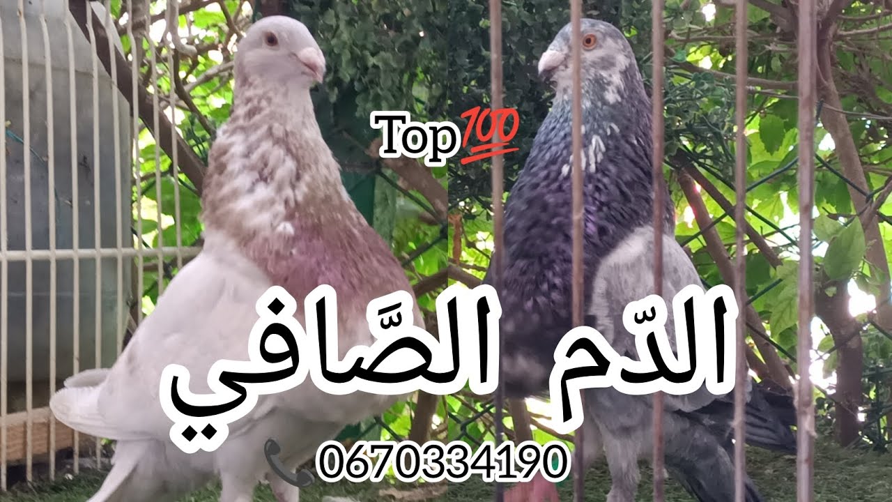 توليعة خفيفة مع مانويل & سلفادور 🤯💯 فويلو ديال  لطيران أخوتي 💯💪