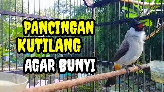Suara Burung kutilang Gacor memanggil lawan Pancingan kutilang agar bunyi nyaut