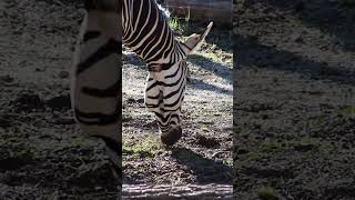 Hannah Snacking | Blank Park Zoo  #wildlife #zoo #animals