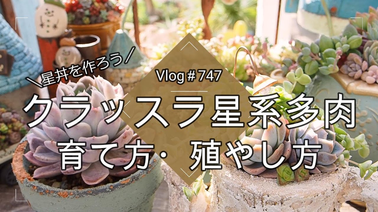 【Vlog747】【多肉植物】星の王子・南十字星🌟クラッスラ星系多肉の育て方・殖やし方【星影と寄せ植え】