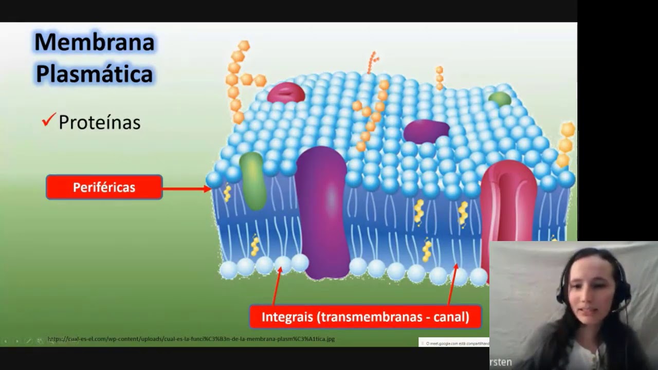 Uma Das Propriedades Da Membrana Plasmatica é O Controle