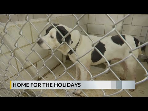 Huntington Cabell Wayne Animal Shelter