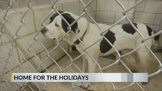 Huntington Cabell Wayne Animal Shelter Kicks Off Home For The Holidays Foster Campaign