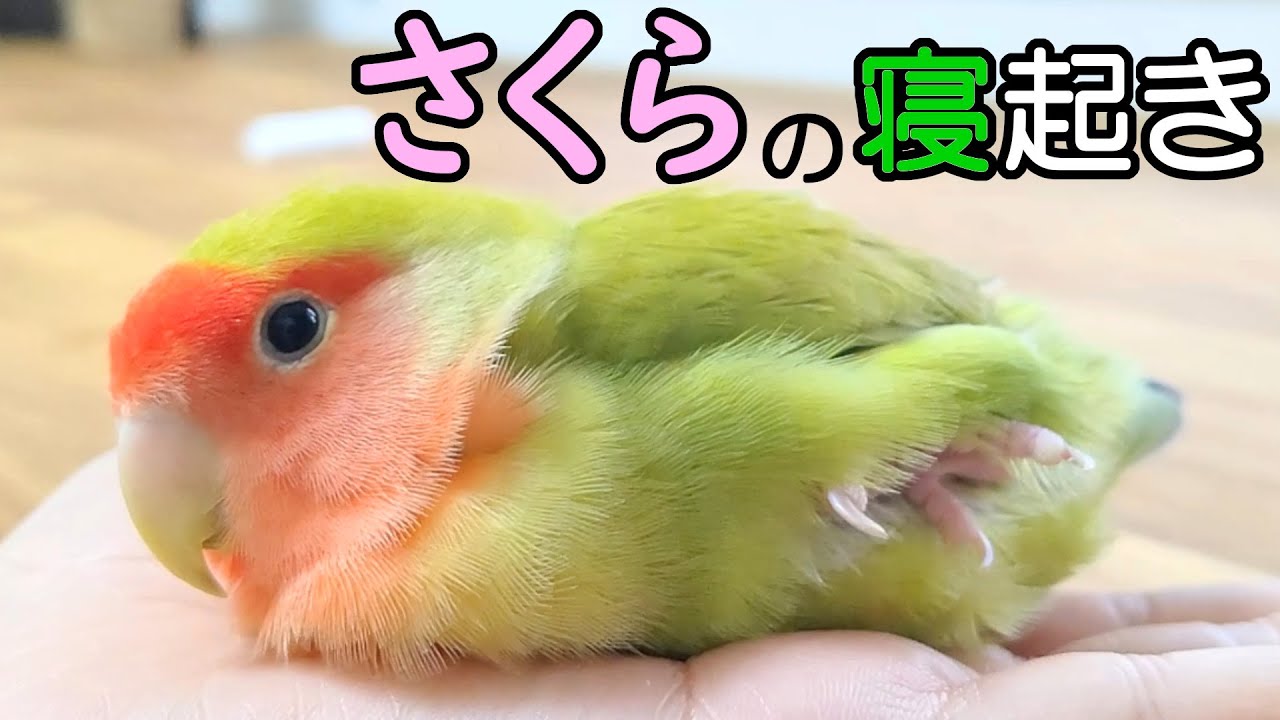さくら 初の寝起き動画 寝落ちから起きるまで コザクラインコ Youtube