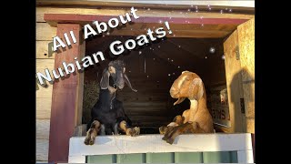 All about Nubian goats!