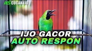 Download Lagu CUCAK IJO FULL ISIAN COCOK UNTUK PANCINGAN EFEKTIF IJO DEWASA AGAR CEPAT BONGKAR MATERI TEMBAKAN MP3 Download Lagu CUCAK IJO FULL ISIAN COCOK UNTUK PANCINGAN EFEKTIF IJO DEWASA AGAR CEPAT BONGKAR MATERI TEMBAKAN MP3