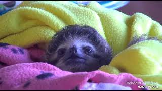 An adorable close-up of rescued baby sloth Robin!   Recorded 01\/07\/23
