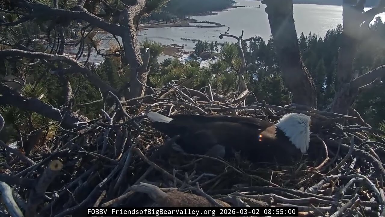 Big Bear Bald Eagle 02.03.2026 08:48