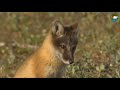 Песец. Детство дебошира / Arctic Foxes. Childhood