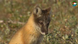 Песец. Детство дебошира / Arctic Foxes. Childhood