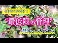 【8月のバラ管理】必要最低限のお手入れでバラを元気に✨