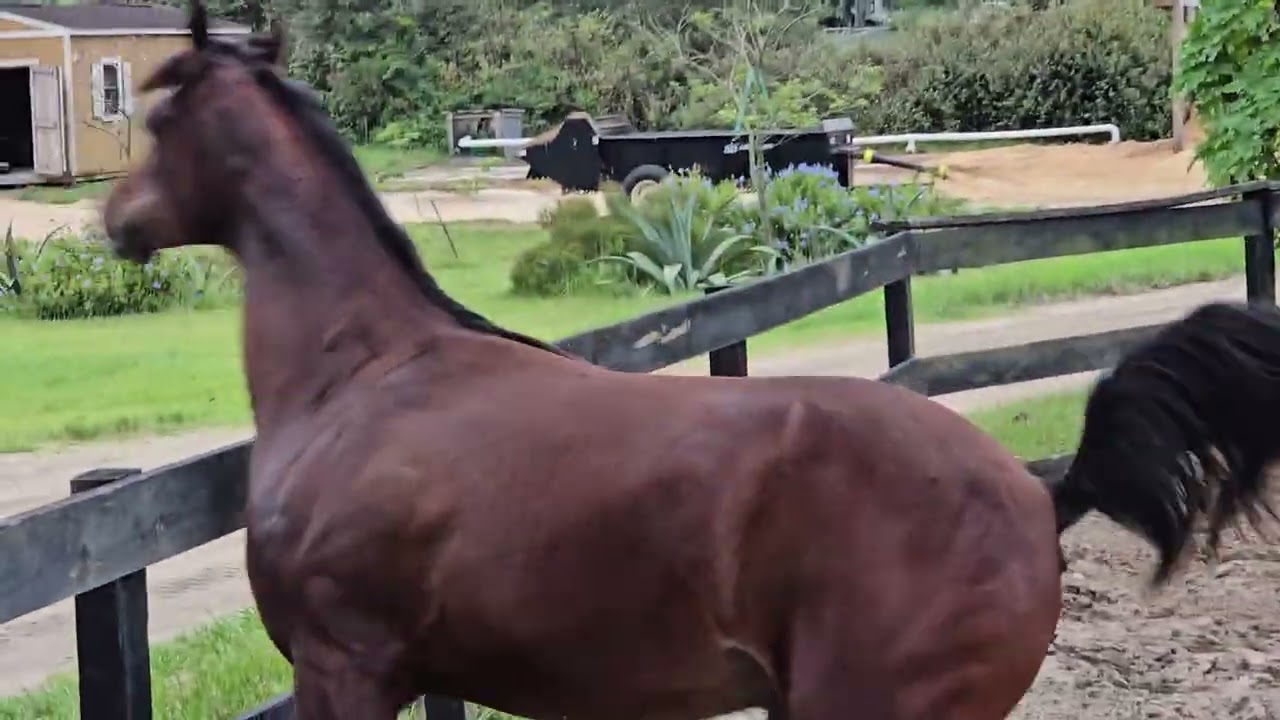 Noor al Khail 8-16-25