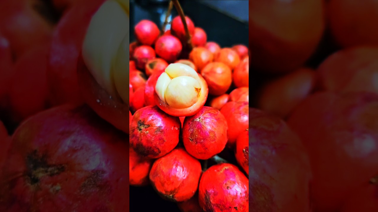 മൂട്ടിപ്പഴം (mooti pazham) Baccaurea courtallensis 