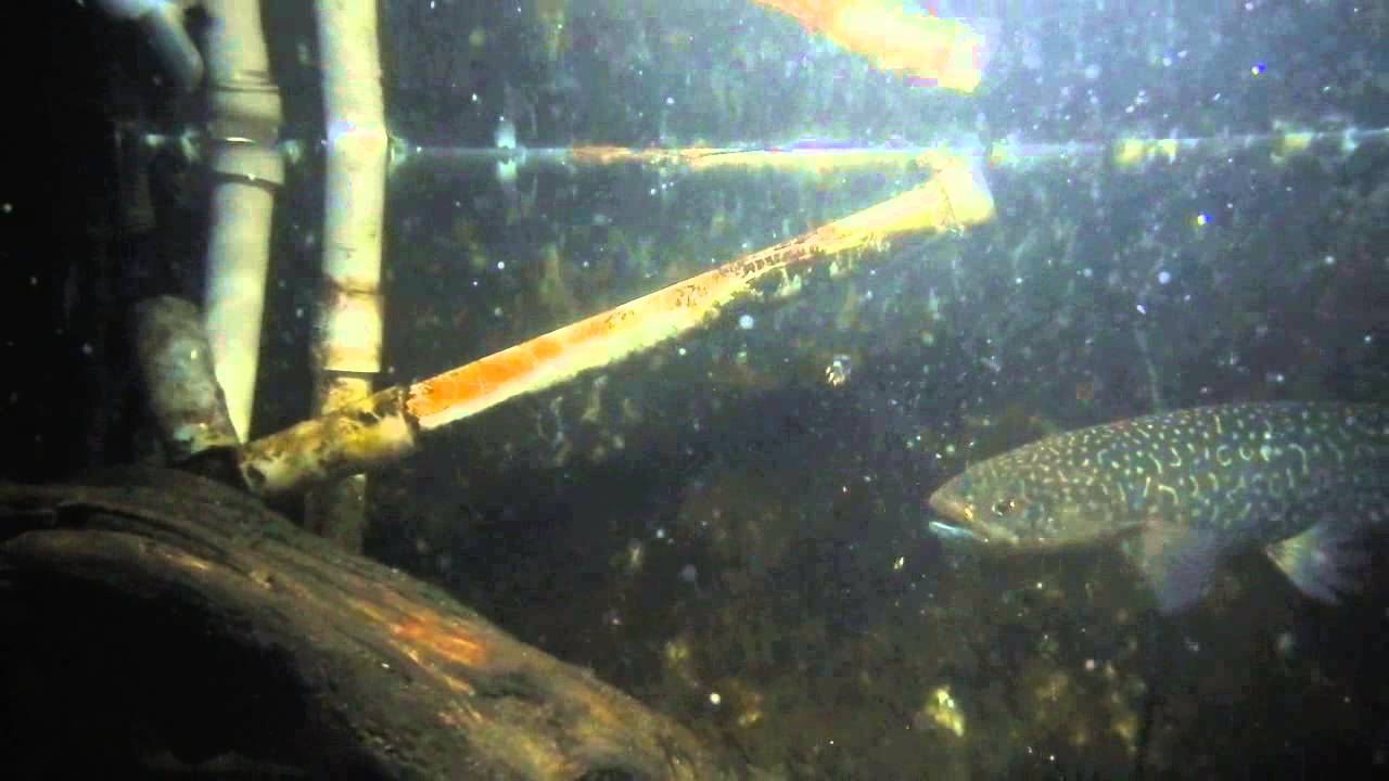 Giant Kokopu Feeding YouTube