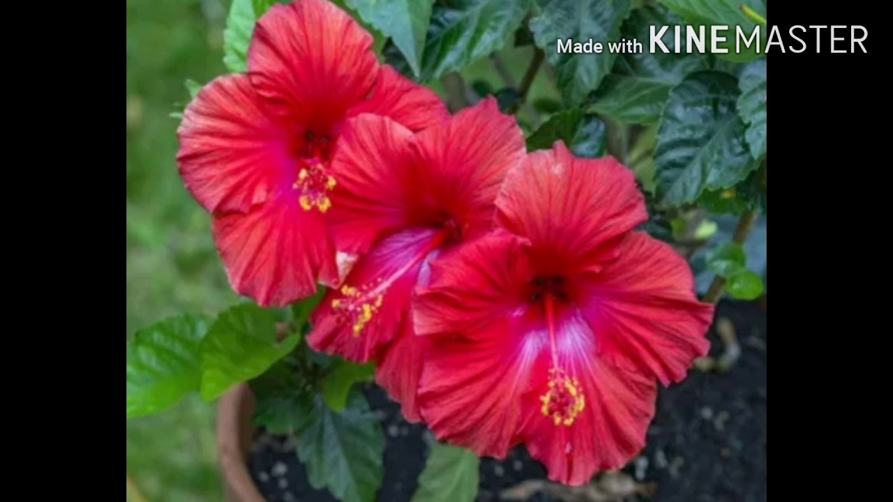 Hibiscus tea for weight loss and healthy YouTube