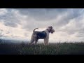 Wilf the wire hair fox terrier enjoying the breeze in the great outdoors 