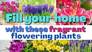 Fill your home with Fragrance with these flowering Indoor Plants
