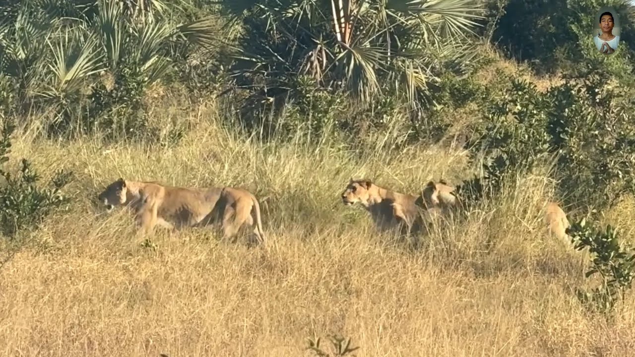 Group lioness walking, wildlife.