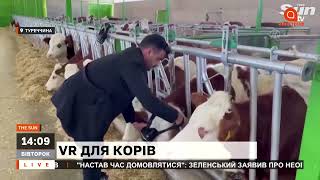 Турецький фермер одягнув на корів VR-окуляри
