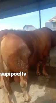 DOLAN KANDANG SAPI JUMBO