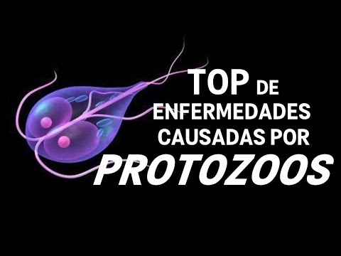 Video: Infecciones Por Protozoos En Hámsteres