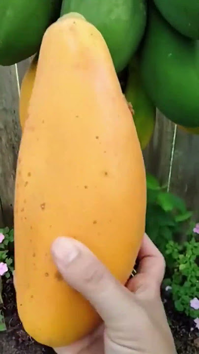 Toda la Verdad sobre el Tiempo de Crecimiento de la Papaya: ¡Descubre cuánto se tarda en dar frutos!