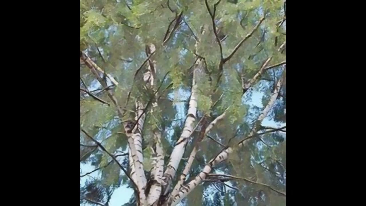 Birch (Betula Pedula)