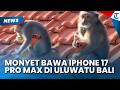 VIRAL Aksi Monyet di Uluwatu Bali, Pegang Iphone 17 Pro Max Ternyata Ambil Milik Wisatawan