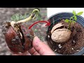 Method Of Growing Walnut Tree From Seed At Home | Germinate  Walnuts