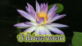 บัวฝรั่งไม่ค่อยออกดอก แก้ไขอย่างไร