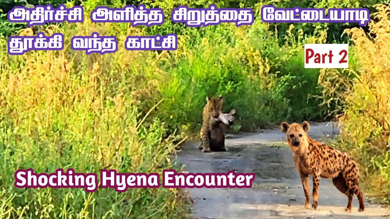 🐆🐆 Shocking Leopard hunting Nilgai & Hyena Encounter in Jhalana Leopard Reserve 🔥🔥 | Jolly Trip